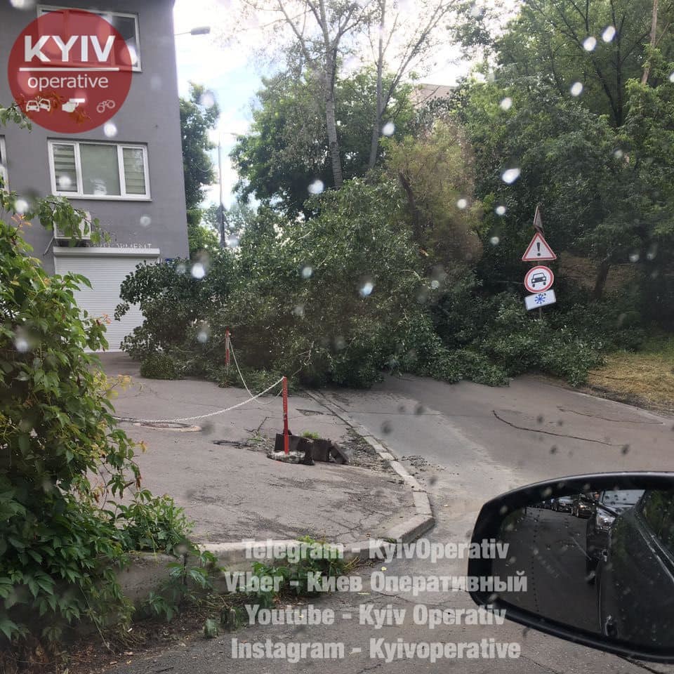 В Киеве на дорогу упало дерево